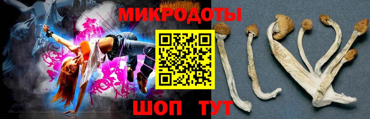 Галлюциногенные грибы Psilocybine cubensis Кострома